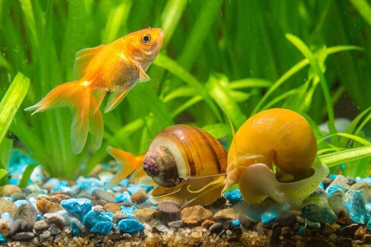 Sraigės akvariume
