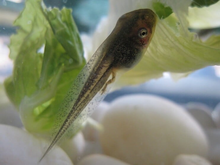 Buožgalvis akvariume