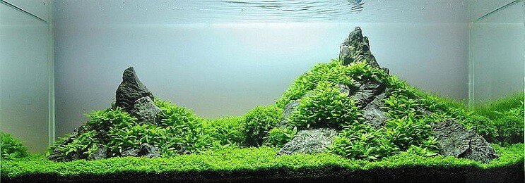 „Staurogyne Repens“ išvaizda