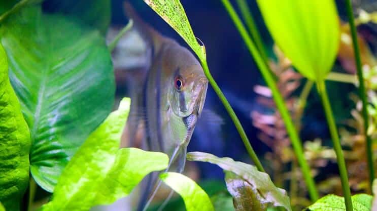 Amazonės kardas ir angelfishas