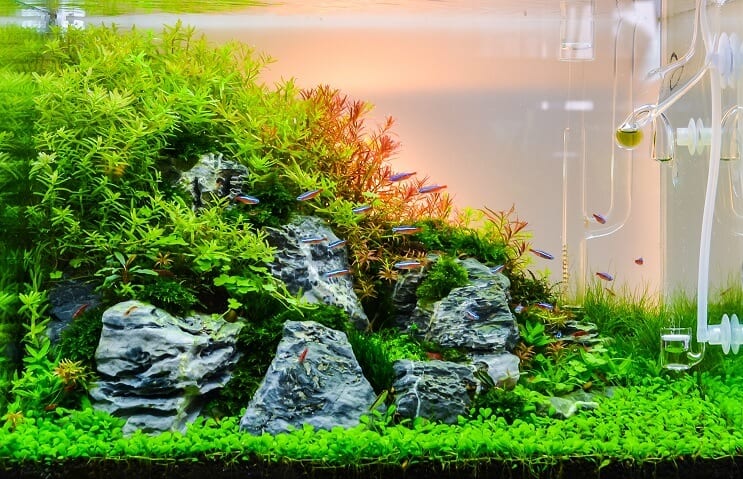„Aquascape“ akvariumas