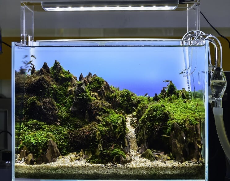 „Aquascaped“ akvariumas
