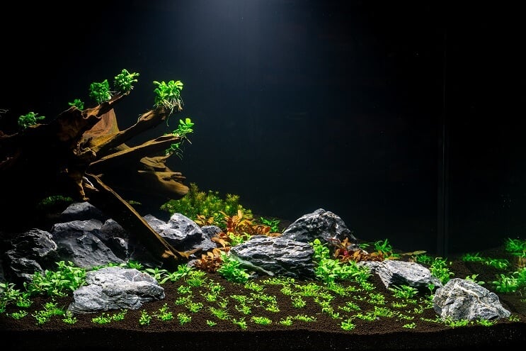 Akvariumo sodinimas
