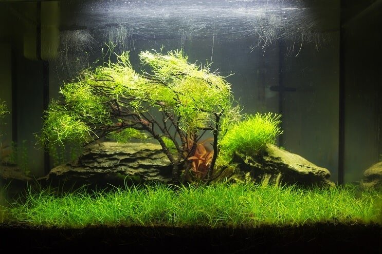 „Nano Aquascape“