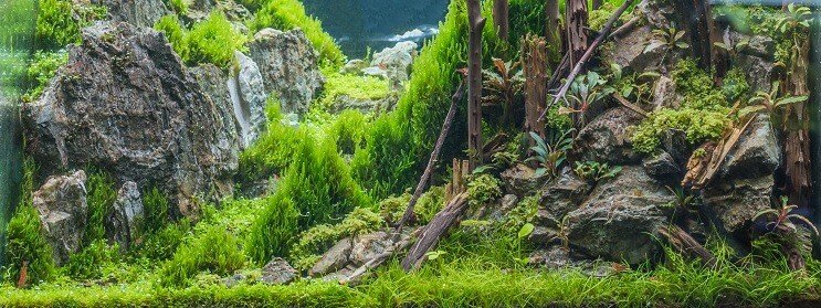 Nykštukų plaukų žolių rezervuaro sąlygos