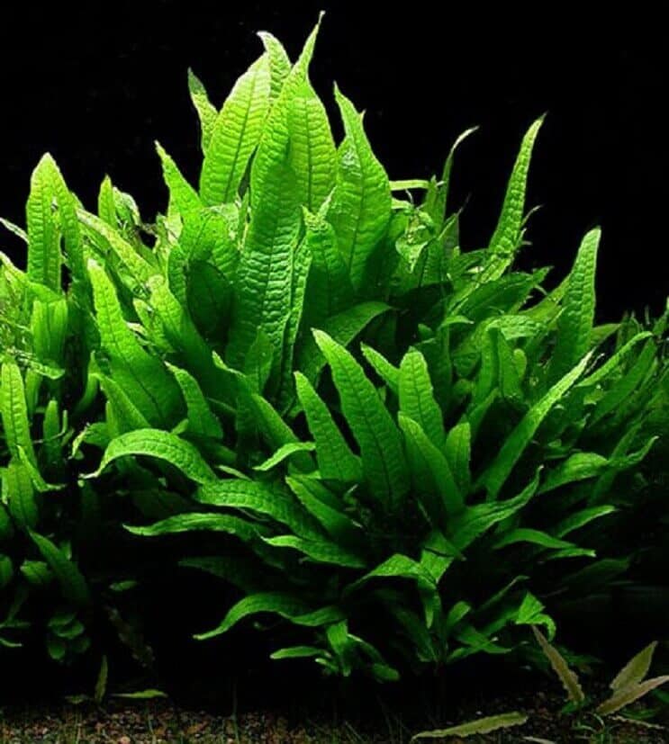 „Java Fern“: išsamus priežiūros vadovas (rūšys, sodinimas ir dauginimas)