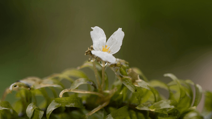 Anachario gėlė