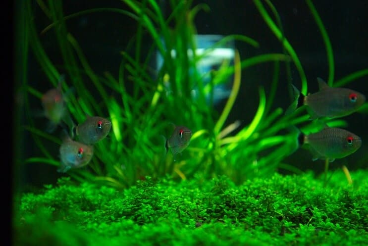 Staurogyne Repens tankų draugai