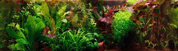 Olandijos „Aquascape“