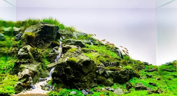 Natūralus Aquascape