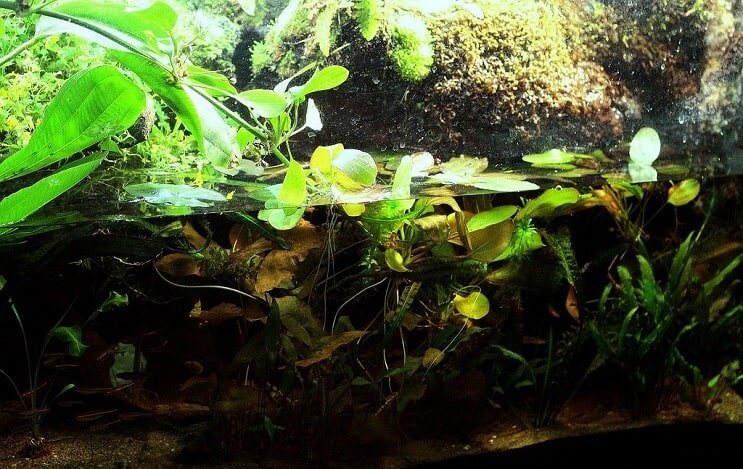 „Paludarium“ sąranka
