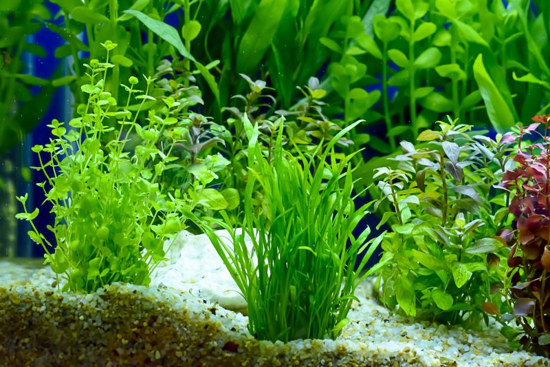 Geriausi „Betta Fish“ augalai