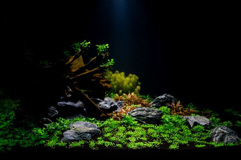 Geriausi „Betta Fish“ augalai