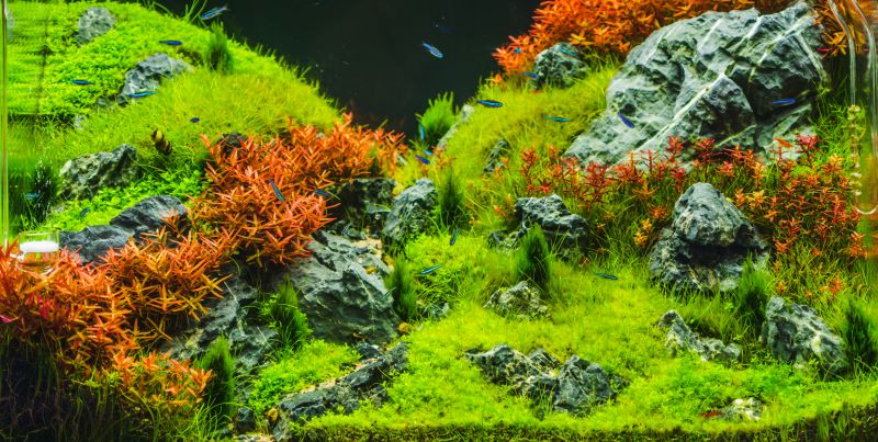 Geriausi „Betta Fish“ augalai