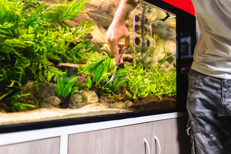 Geriausi „Betta Fish“ augalai
