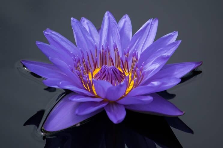 Violetinės vandens lelijos išvaizda