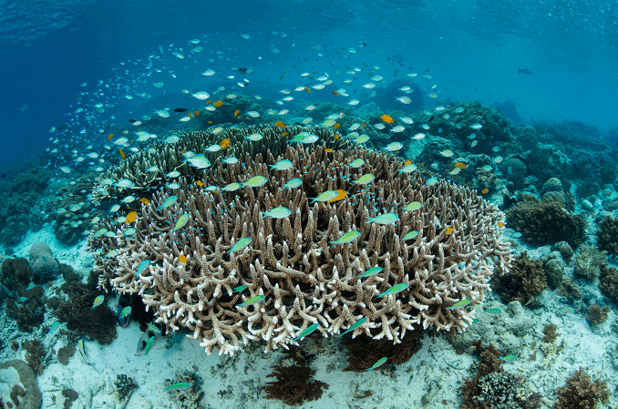 Damselfish mokykla