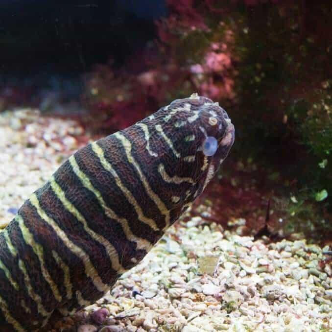 Zebra Moray ungurys